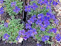 Aubrieta%20Hamburger%20Stadtpark%20(Mittags).JPG