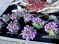 Aubrieta%20cultorum%20Blue%20Emperor%2001%20(zu%20lila).JPG