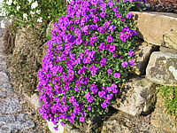 Aubrieta%20in%20Mauer.JPG