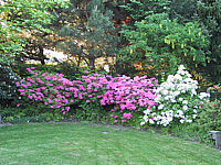 Azalea%20Hybriden%20in%20Sorten.JPG