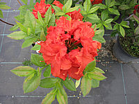 Azalea%20Knaphill%20Gibraltar.JPG