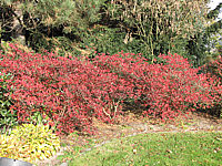 Azalea%20Knaphill%20Hybriden%20(Rosabluehend)%20Herbstfaerbung.JPG