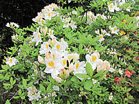 Azalea%20Knaphill%20Persil%2003.JPG