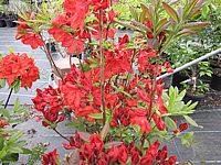 Azalea%20Knaphill%20Royal%20Command.JPG