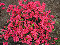 Azalea%20japonica%20%20-Rot%20bluehend1.JPG