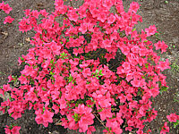 Azalea%20japonica%20%20-Rot%20bluehend2.JPG