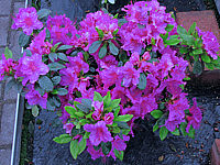 Azalea%20japonica%20Koenigstein.jpg