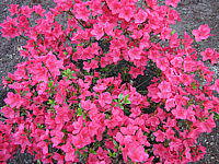 Azalea%20japonica%20Muttertag%20bluehend.JPG