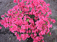 Azalea%20japonica%20Muttertag%20bluehend2.JPG