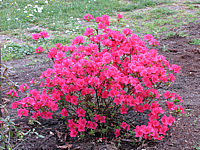 Azalea%20japonica%20Muttertag%20bluehend3.JPG