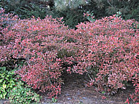 Azalea%20knaphill%20-%20Herbstfaerbung.JPG