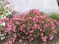 Azalea%20knaphill%20Berryrose%2005.jpg