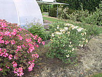 Azalea%20knaphill%20Berryrose%2006%20und%20Daviesii.jpg