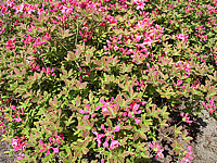 Azalea%20knaphill%20Berryrose.jpg