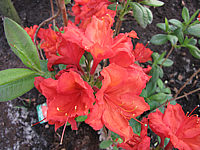 Azalea%20knaphill%20Feuerwerk%2006.JPG
