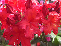 Azalea%20knaphill%20Fireball%20Bluetenmacro.jpg