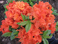 Azalea%20knaphill%20Gibraltar%20-%20Blueten%20nah.JPG