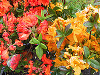 Azalea%20knaphill%20Gibraltar+Klondyke.JPG