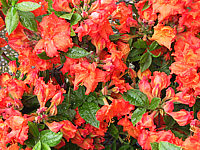 Azalea%20knaphill%20Gibraltar1.JPG