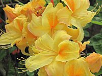 Azalea%20knaphill%20Golden%20Sunset%20-%20Macro%20best.JPG