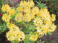 Azalea%20knaphill%20Golden%20Sunset%2001.JPG