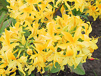 Azalea%20knaphill%20Golden%20Sunset%2002.JPG