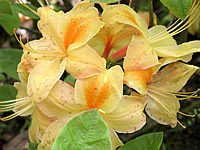 Azalea%20knaphill%20Golden%20Sunset%2004.jpg