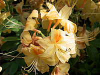 Azalea%20knaphill%20Golden%20Sunset%2005.jpg