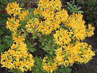 Azalea%20knaphill%20Golden%20Sunset.JPG