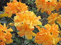 Azalea%20knaphill%20Klondyke%2001.JPG