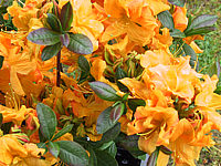 Azalea%20knaphill%20Klondyke%2002.JPG