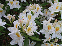 Azalea%20knaphill%20Persil%2001.JPG