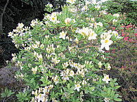 Azalea%20knaphill%20Persil%2004.jpg