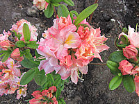 Azalea%20knaphill%20Raimunde.JPG