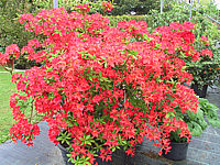 Azalea%20knaphill%20Royal%20Command%2001.JPG