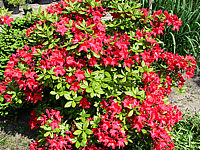 Azalea%20knaphill%20Royal%20Command%2002.jpg