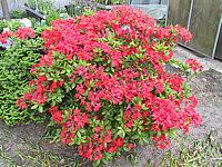 Azalea%20knaphill%20Royal%20Command%2003.jpg