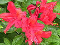 Azalea%20knaphill%20Royal%20Command%20Macro.JPG
