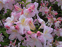 Azalea%20mollis%20x%20sinensis%20Apple%20Blossom.JPG