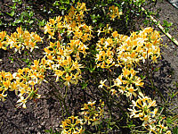 Azalea%20pontica%2002.jpg