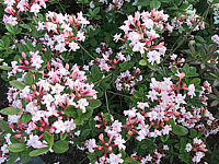 Azalea%20pontica%20Bouquet%20De%20Flore.jpg