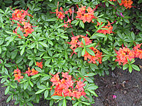 Azalea%20pontica%20Coccinea%20Speciosa%202.jpg