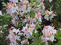 Azalea%20pontica%20Corneille%20Bluehend.jpg