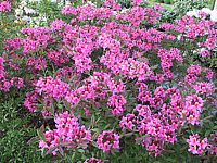 Azalea%20pontica%20Fanny%20(Pucella).jpg