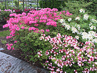 Azaleenbeet%20Schatt%201,%205-2003,%201.jpg
