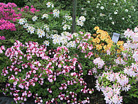 Azaleenbeet%20Schatt%201,%205-2003,%202.jpg