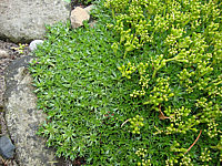 Azorella%20trifurcata%20Andenpolster-2.JPG