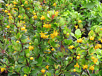Berberis%20buxifolia%20Nana%20%20Blueten%2001.JPG