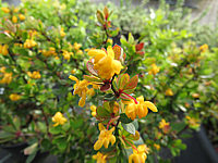 Berberis%20buxifolia%20Nana%20%20Blueten%2002.JPG