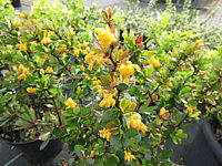 Berberis%20buxifolia%20Nana%20%20Blueten%2003.JPG